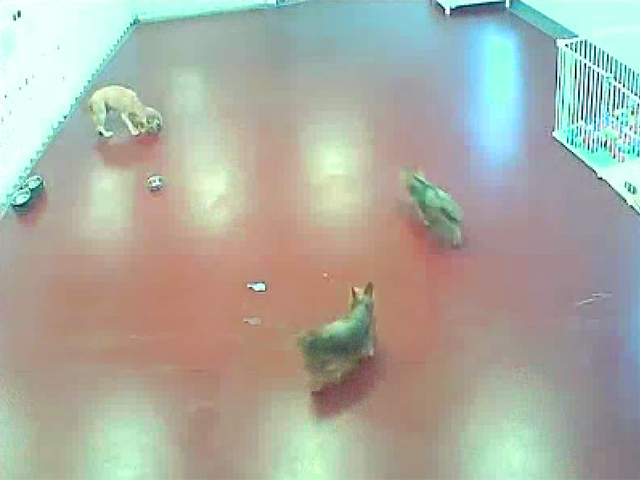 Webcamera view of our playground